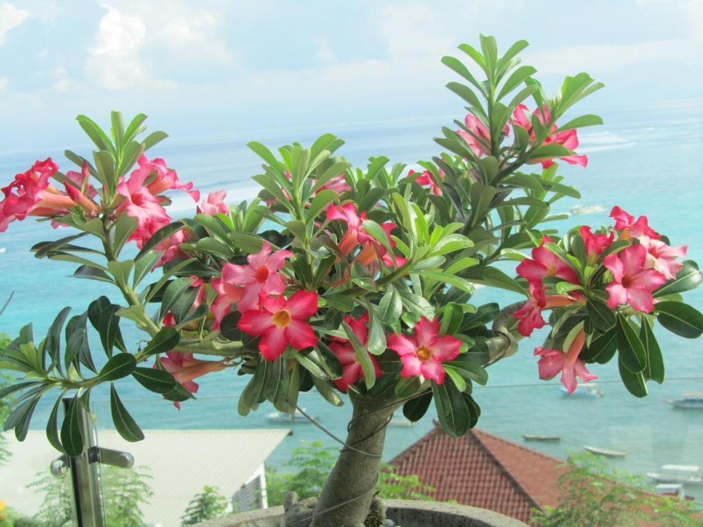 Lembongan Harmony Villas Nusa Lembongan Værelse billede